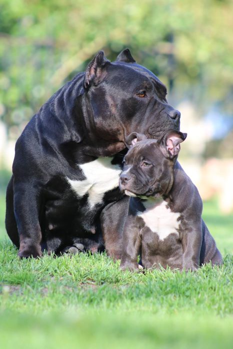 American Bully ABKC Pocket Suczka