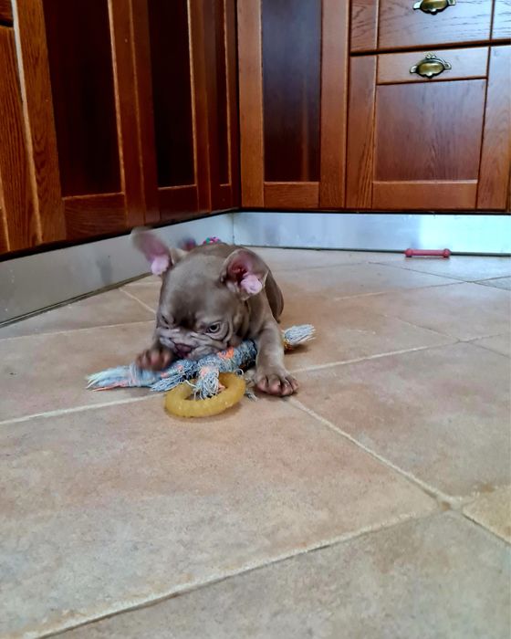 Excelente Bulldog/Bouledogue Francês de Qualidade