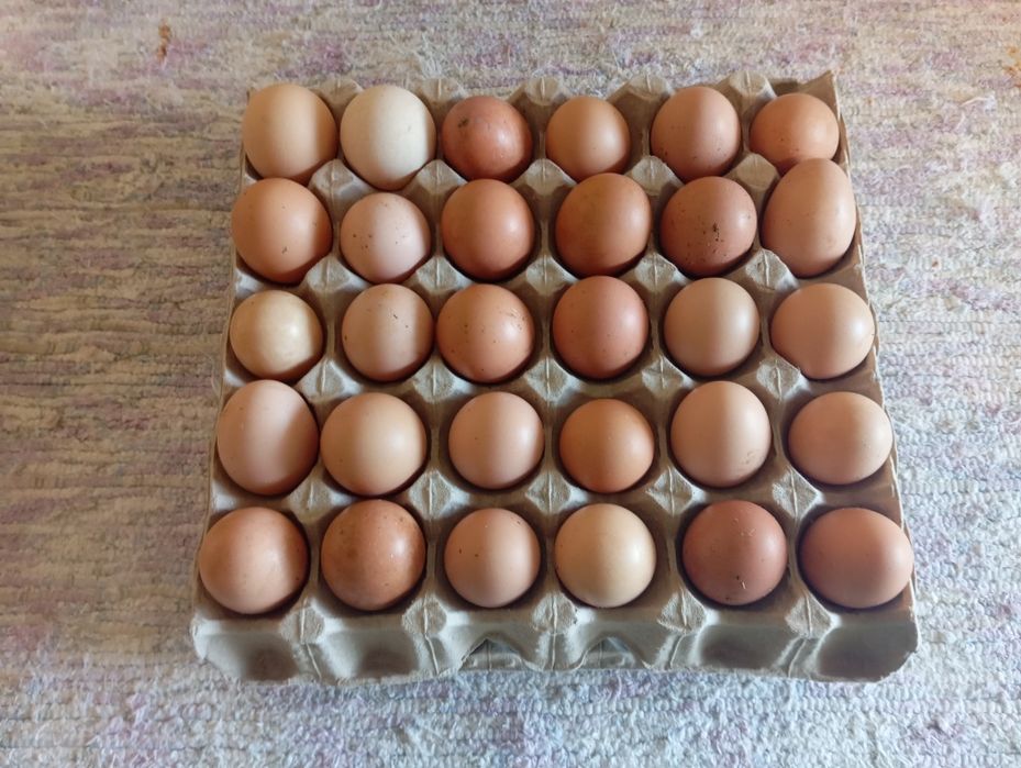 Ovos caseiros para consumo