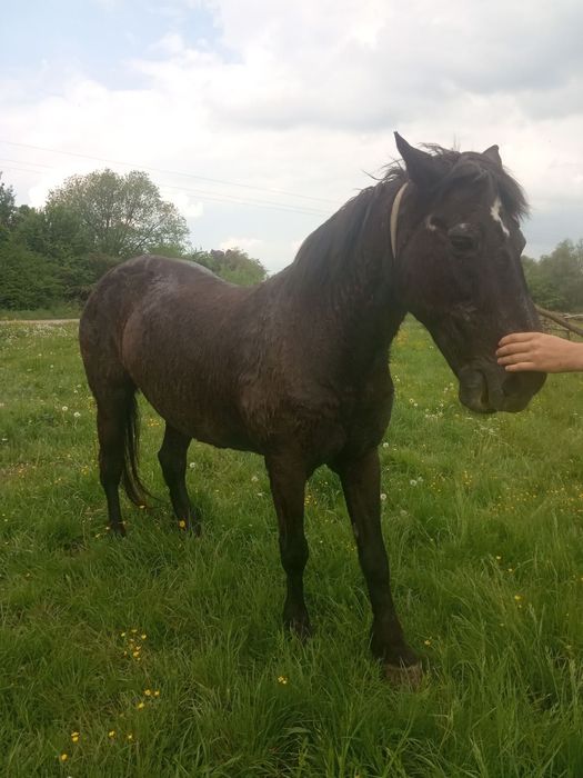 Продається дві кобили!