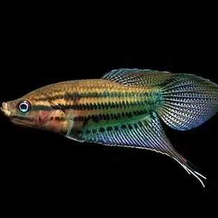 Skrzeczyk pręgowany, skrzeczyk (Trichopsis vittata) XXL