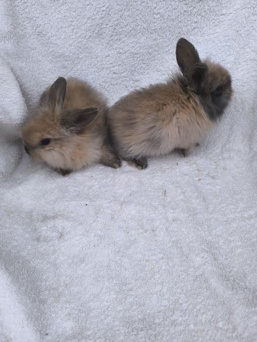 Króliki miniaturki