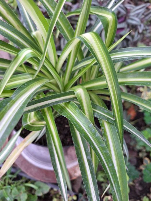 Хлорофітуми трьох видів