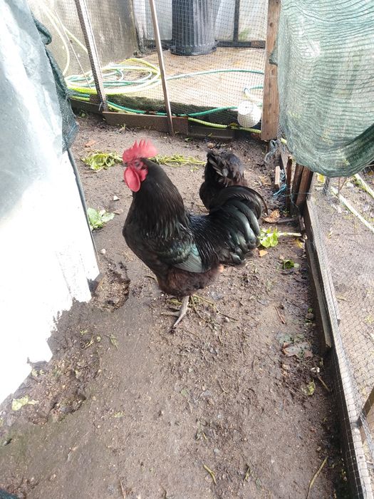 Ovos de Jersey gigante negro e azul