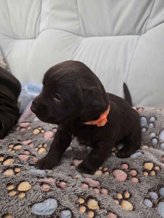 Pieski do adopcji