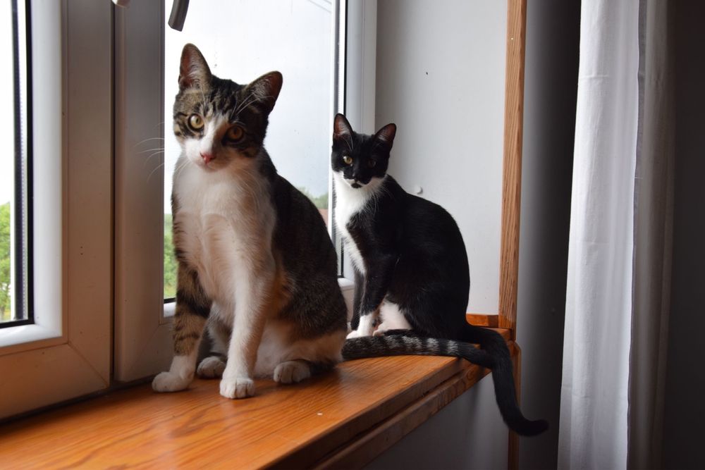 Kilkumiesięczne koty - adopcja na terenie całej Polski