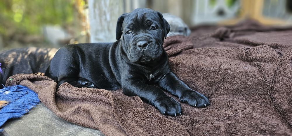 Szczeniaki Cane Corso Italiano