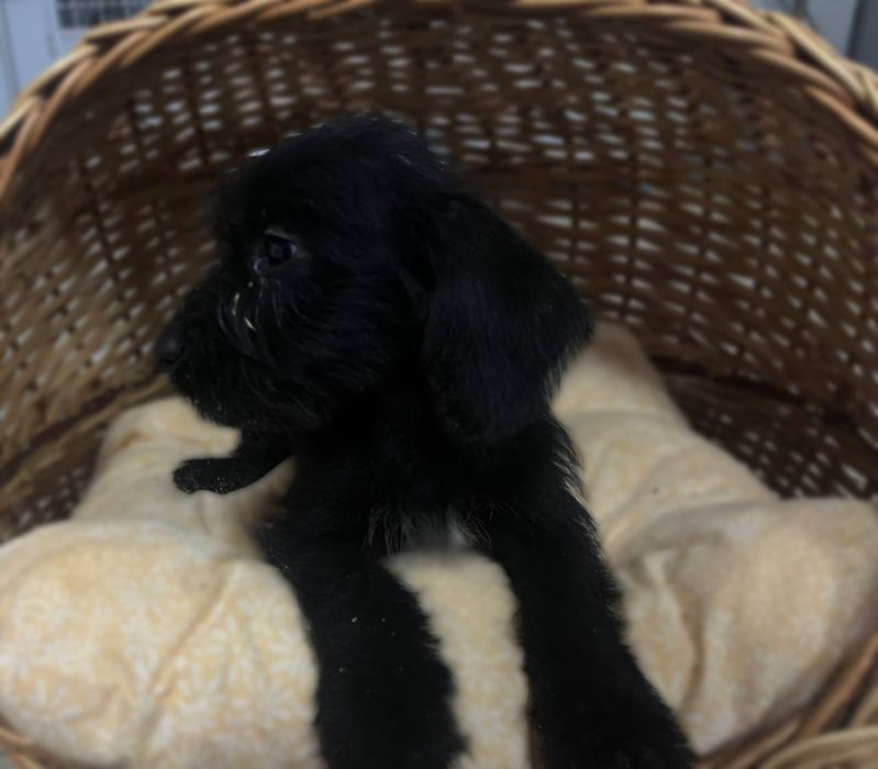 Цуценята з маленьких в добрі руки