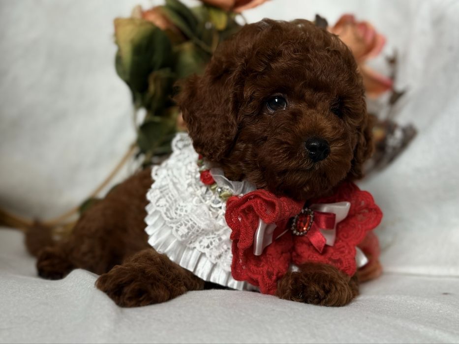 Той пудель хлопчик Red Brown