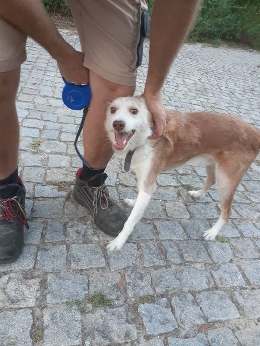 Cachorro Podengo para doar