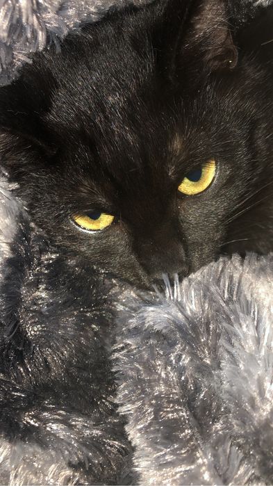 Gatinho bebe para adocao