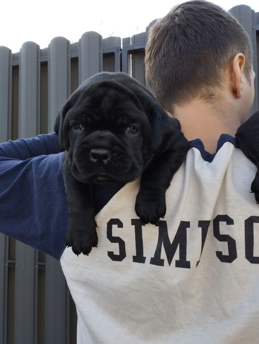 Пропонуємо цуценят Кане Корсо