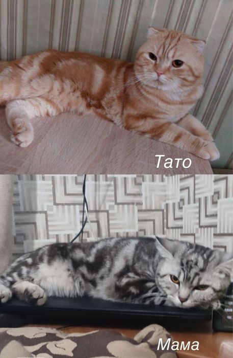 В'язка Британець прямоухий