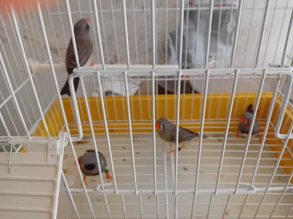 Mandarins deste ano