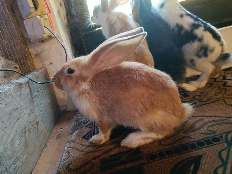 Młode samce na sprzedaż