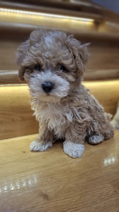 Maltipoo z rodowodem