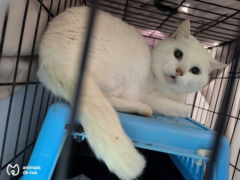 Suspiro | Para Adoção