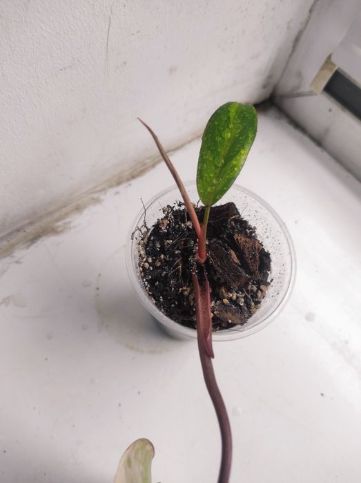 Philodendron Strawberry shake/Emerald red