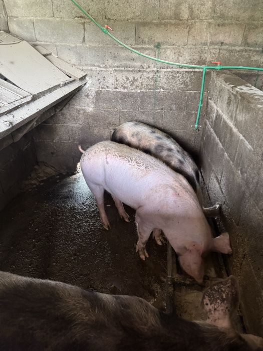 Leitoes para criar e porcas para abate caseiros
