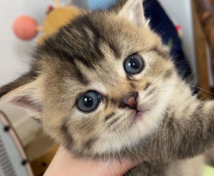 Шотландские черно золотые девочки, котята, шоколадные,кошечки