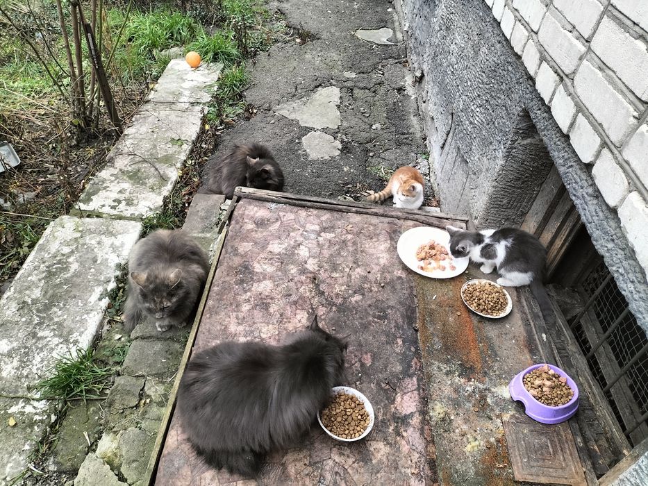 Дуже потрібна допомога для котиків