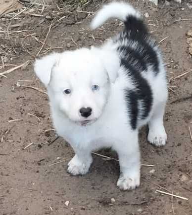 Cachorrinha border collie com olho azul