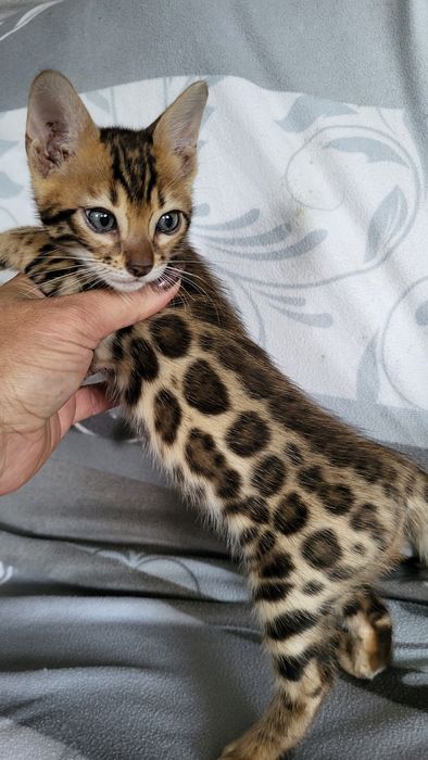 Бенгальские котята  клубные