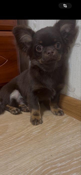 Хлопчик чіхуахуа