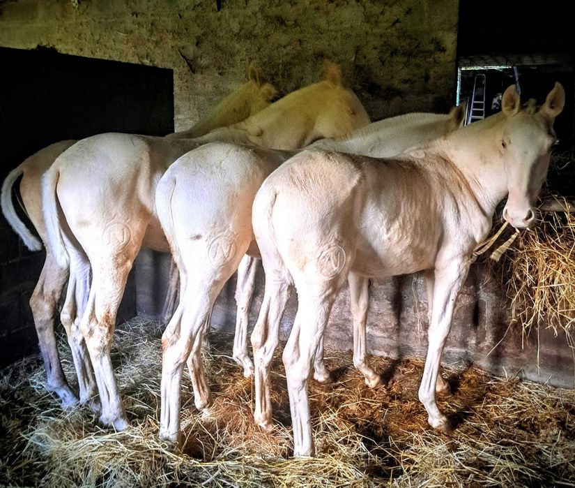 potros lusitanos perlinos perla