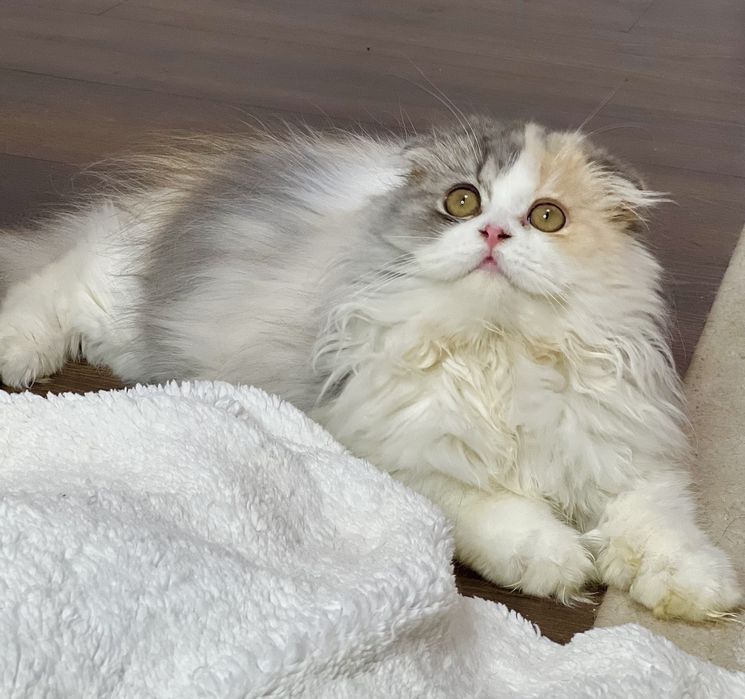 Лялечка чекає на родину