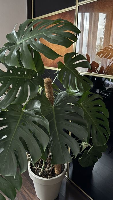 Kwiat monstera zestaw duża dziurawa