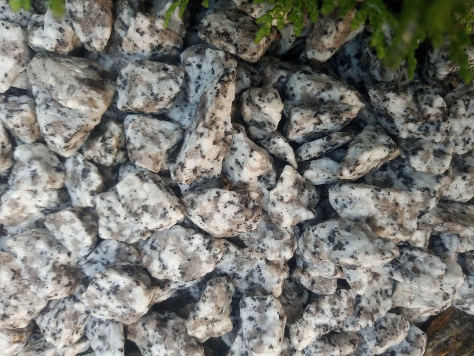 Grys granitowy szary dalmatyńczyk
