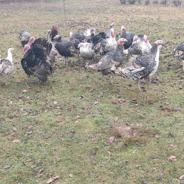 Продам індики індюки індички