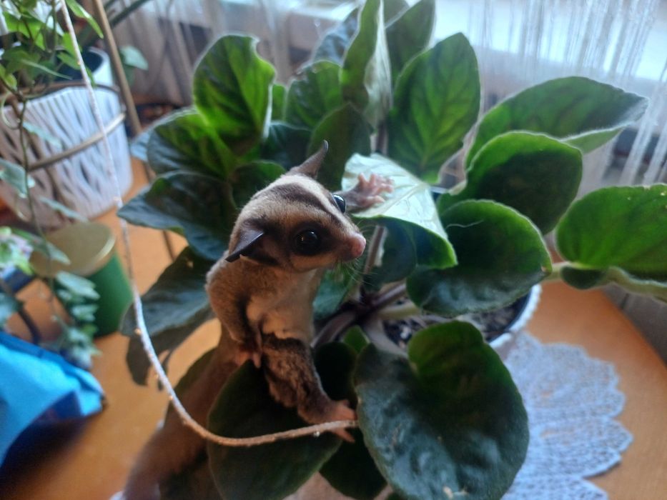 Lotopałanka Karłowata Samiczka Klasyczna