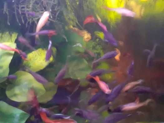 Guppyes 5 peixes