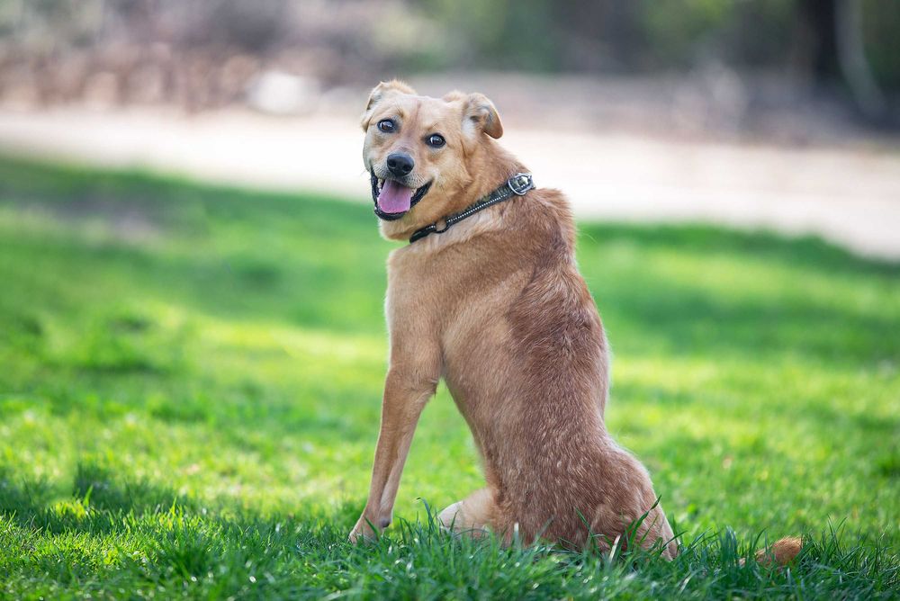 Віддам в добрі руки особливу молоду собачку Фею.