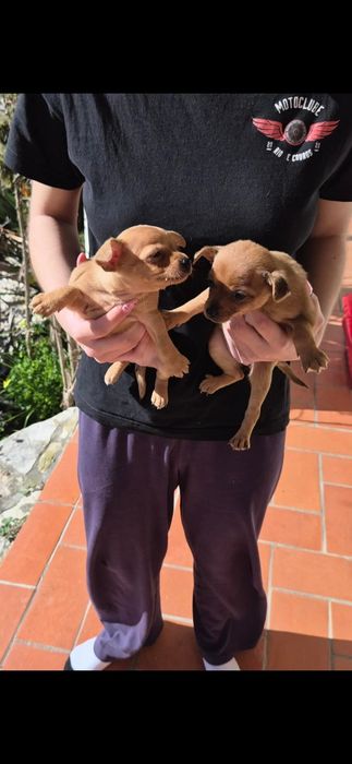 Pincher o seu animal de estimação