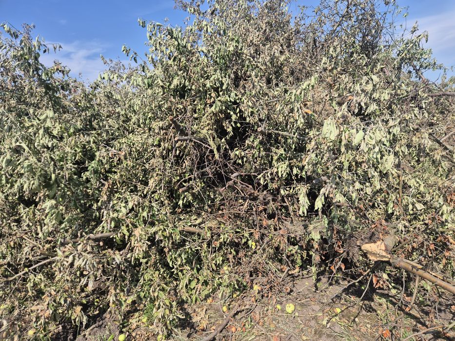 Oddam drzewo na opal.