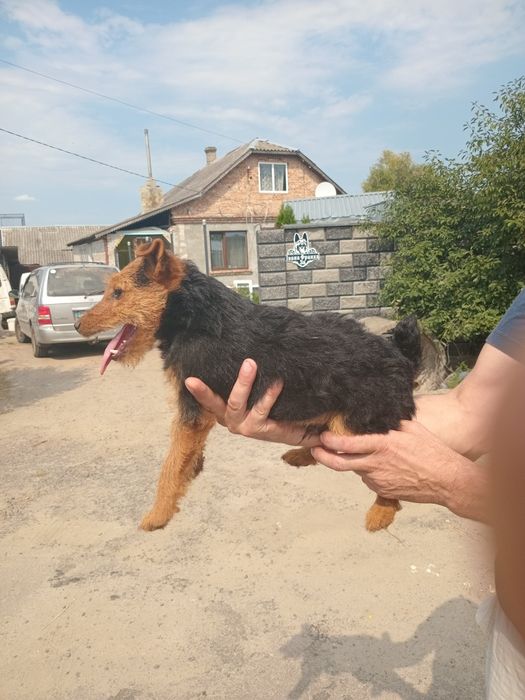 Пррдам цуценя вельштер'ера
