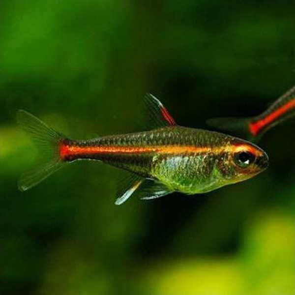Tetra Neon Rosa (Hemigrammus erythrozonus)