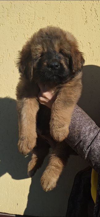 Тибетські мастифи Mastiff