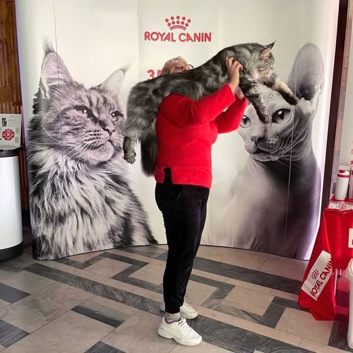 Котенок мейн кун девочка.Праздничная скидка!!!