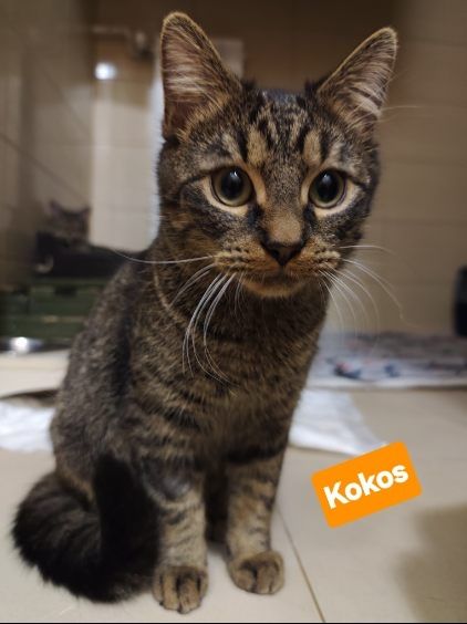 Słodziak szuka domu