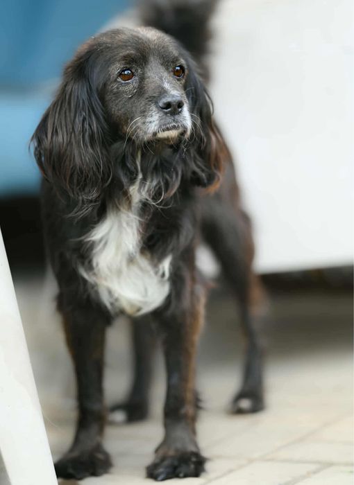 BROWNIE –  Psiak który czeka na swój wymarzony dom!