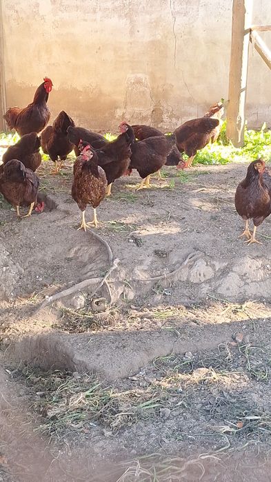 Ovos galados (férteis) Rhode Island Red, o preço é de cada ovo