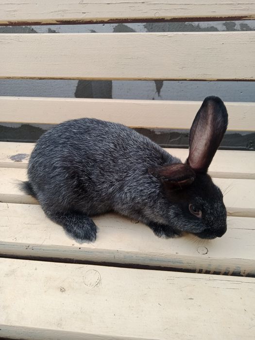 Продам кроликів Полтавське Срибло