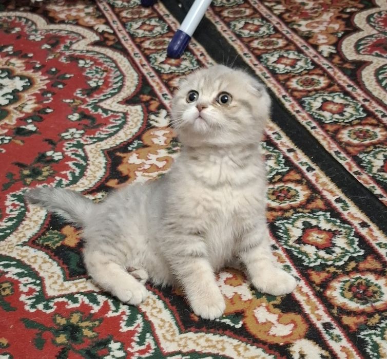 Шотландське кошеня