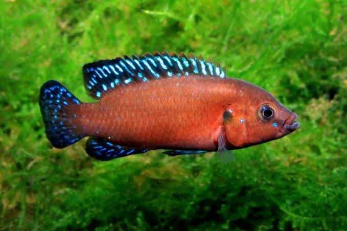Czerwieniak z jeziora Turkana (Hemichromis exsul / Rubricatochromis exsul) WYSYŁKA AKWAWIN