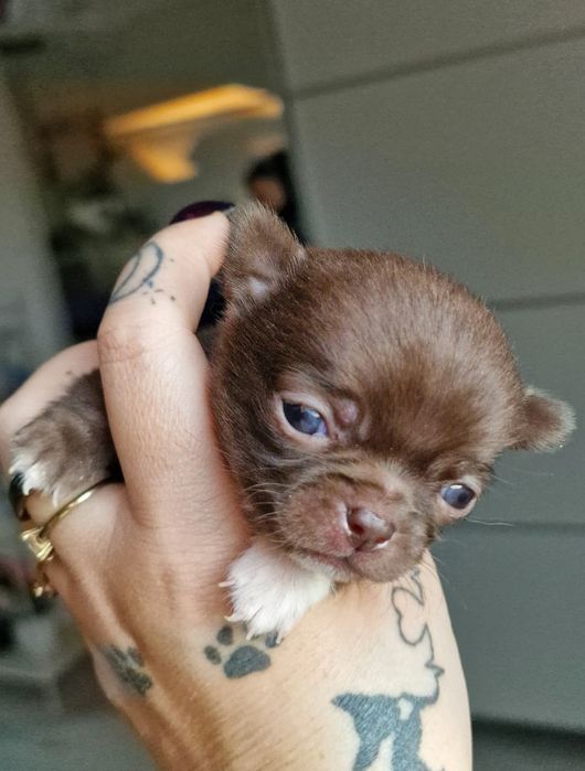 Czekoladowy piesek Chihuahua