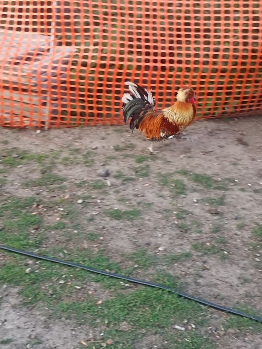 Białoczub czerwony, silki, kochiny sebrytek